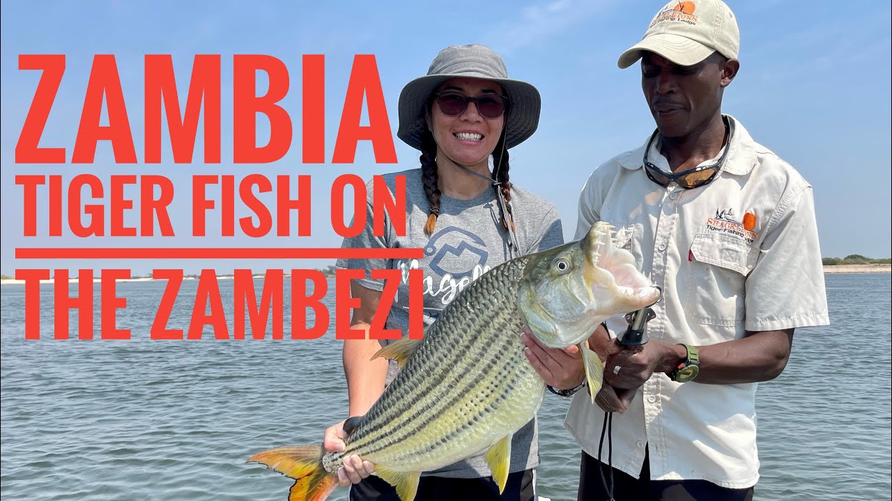 Catching giant tiger fish and barbel on the Mighty Zambezi River in