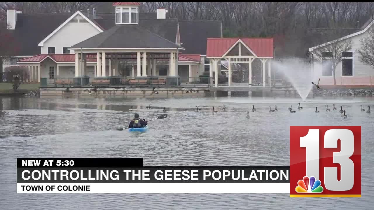 Colonie tries to control geese
