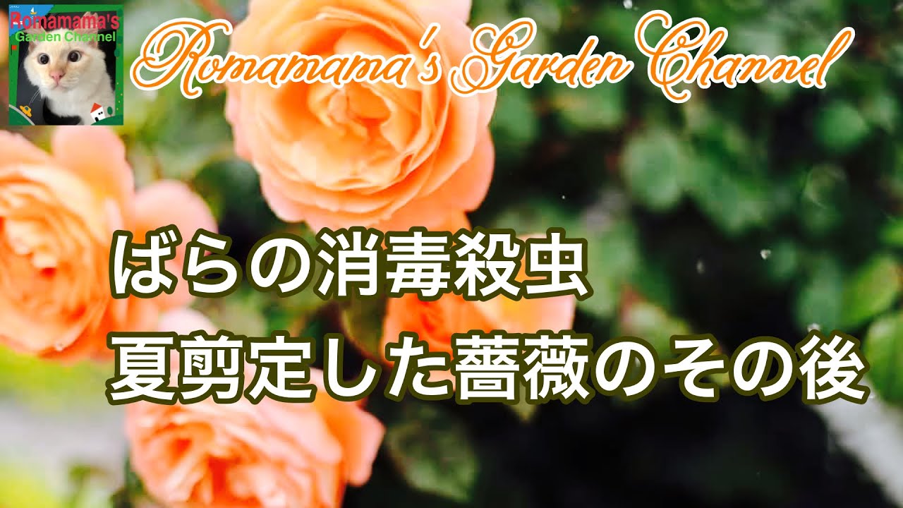 ばら 薔薇の殺菌殺虫 夏剪定のその後 Youtube