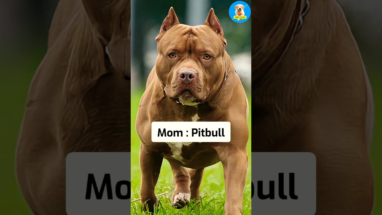 Rottweiler Pitbull Mix Dog Breed Shorts Dogs Cutedogs Puppies