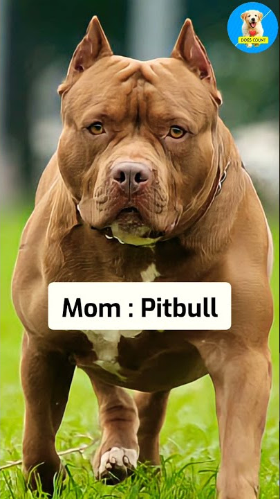 Rottweiler Pitbull Mix 😍😱 Dog Breed 🐶 | #shorts #dogs #Cutedogs #puppies