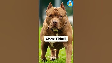 Rottweiler Pitbull Mix 😍😱 Dog Breed 🐶 | #shorts #dogs #Cutedogs #puppies