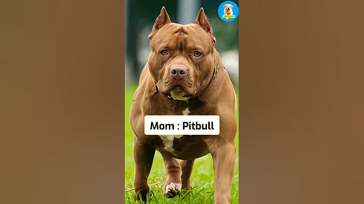 Rottweiler Pitbull Mix 😍😱 Dog Breed 🐶 | #shorts #dogs #Cutedogs #puppies