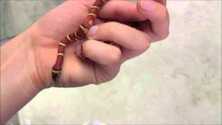 Baby Variable Kingsnakes