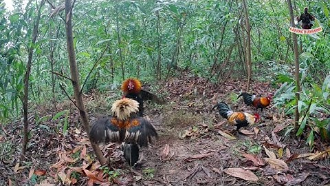 Bẫy gà rừng | Kèo bổi hầm 3h bươi lấp giò vào đá 3kèo k dính.