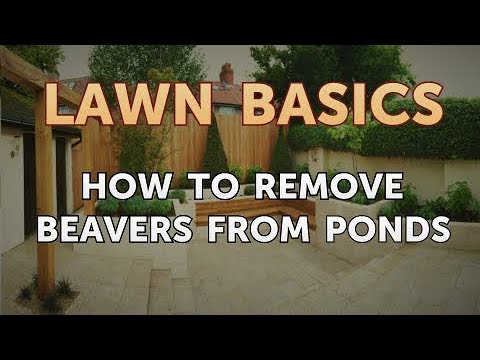 How to Remove Beavers From Ponds