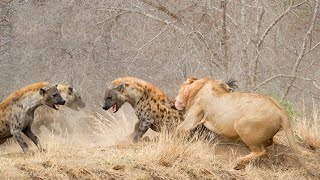 Lions Pay Dearly For ambushing a Walking Hyena - The Fiercest Feud on The Savannah