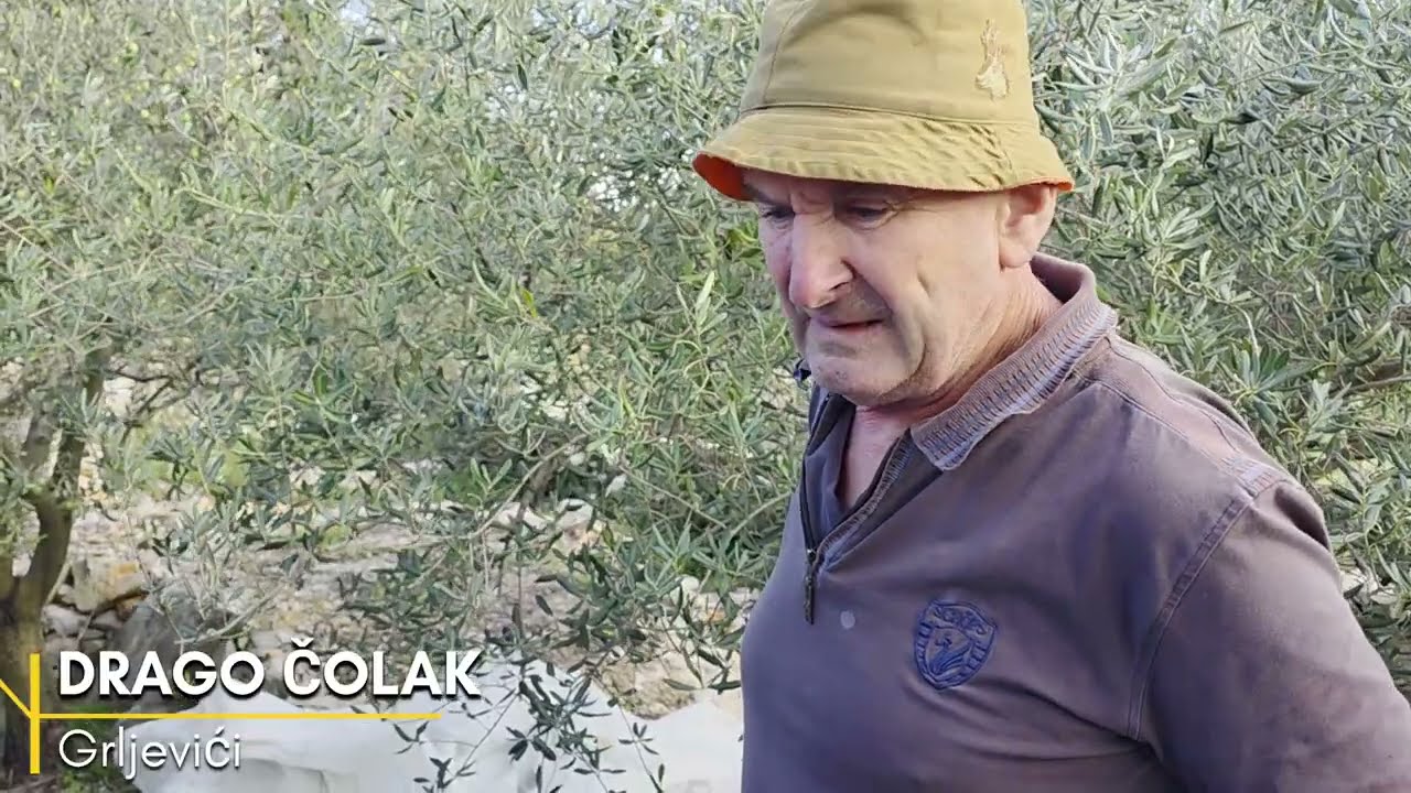 Drago posadio tisuću maslina u kamenu, danas počela berba - Priča iz Hercegovine