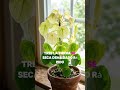 SEÑALES DE QUE TU PLANTA ESTÁ RECIBIENDO DEMASIADA LUZ