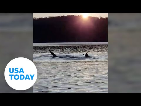 Large whale makes a loud groan after surprising a young kayaker | USA TODAY #Shorts