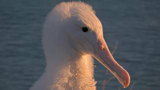 Albatross Chick Āwheo Practices Wing Flapping On Royal Cam | July 27, 2026 @CornellBirdCams