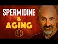 SPERMIDINE & LONGEVITY: Induce Autophagy Without Fasting [2021]