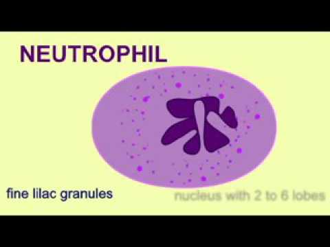 Vidéo: La Suppression Sélective Des Neutrophiles De Cxcr2 Protège Contre La Neurodégénérescence Du SNC Dans Un Modèle Murin De Sclérose En Plaques