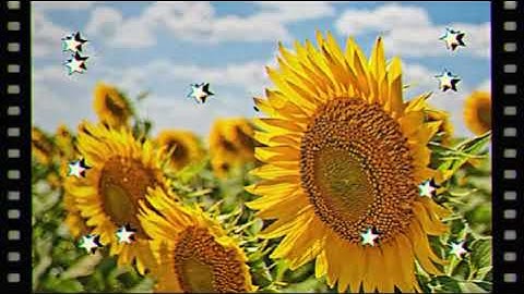 aesthetic intro template | no text | no credit needed✨🌼