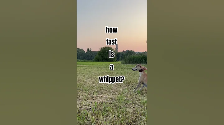 How fast is a whippet?