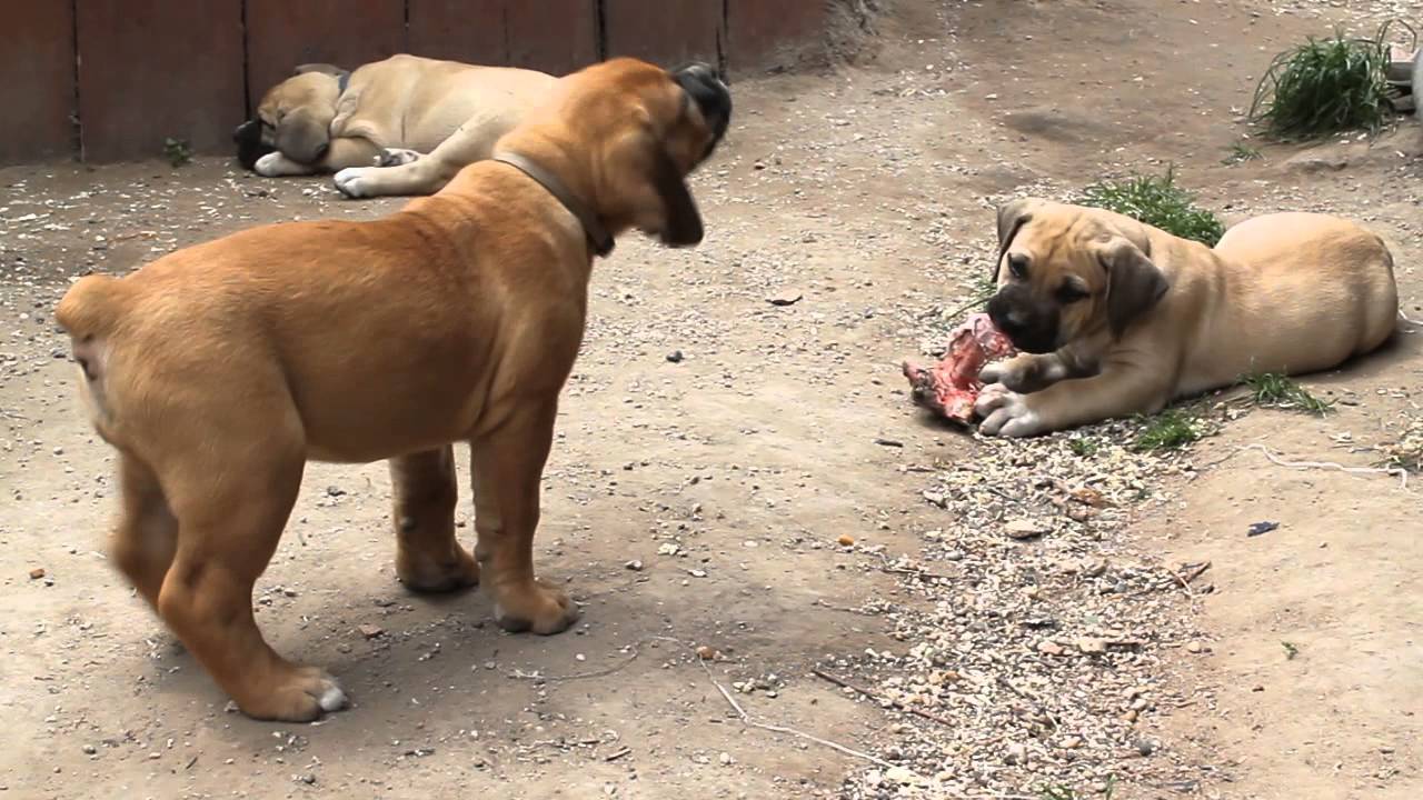 boerboel dog puppies