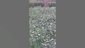 Jacaranda flowers #Jacaranda