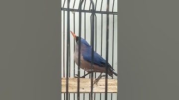 Suara Pikat Burung Rambatan #rambatanparuhmerah #rambatangacor #rambatandoraemon