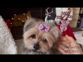 Yorkshire terrier pet portraits realistic stuffed dog