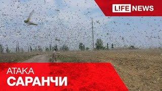 Полчища саранчи атаковали Ставропольский край