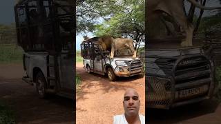 Loin in the car 🚗