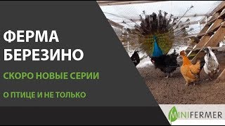 Ферма БЕРЕЗИНО: новые серии о птице, птицеводстве и фермерстве! Ферма БЕРЕЗИНО: новые серии о птице, птицеводстве и фермерстве!