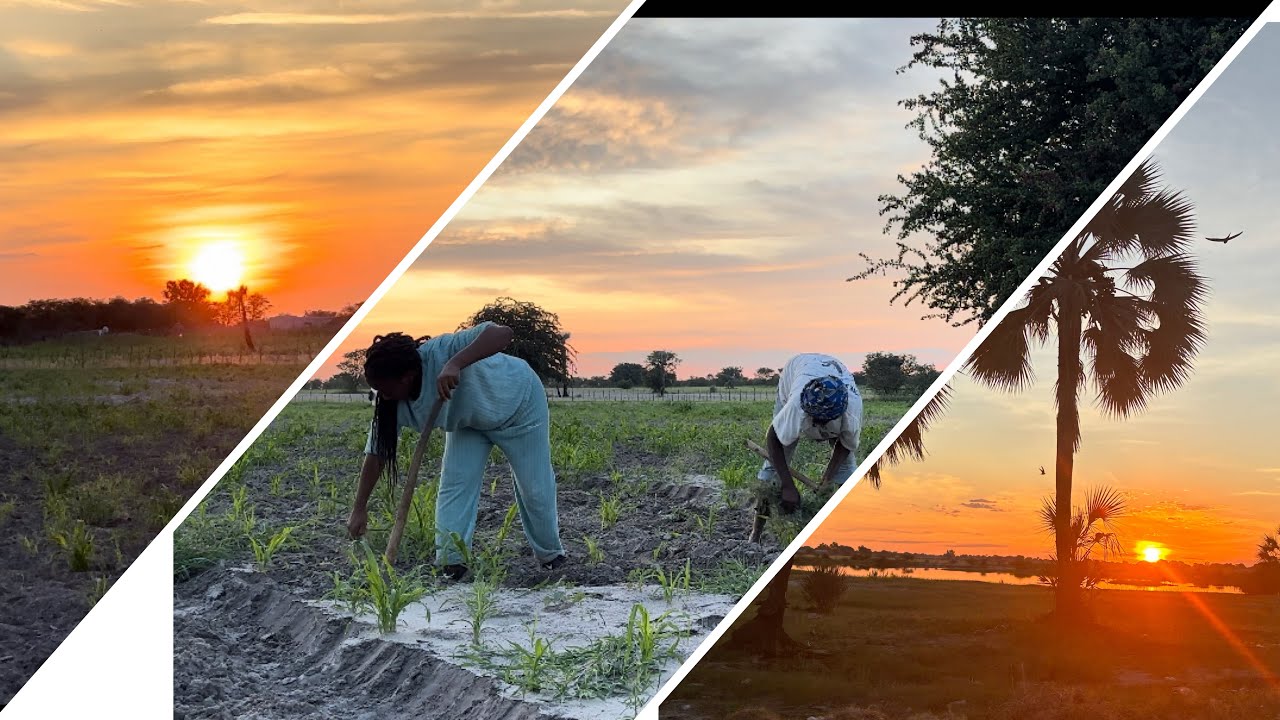 village vlog: weeding in a mahangu field |village Sunsets and sunrises| ovambo fuel work