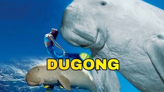 DUGONG SI PUTRI DUYUNG LAUT | APAKAH SAMA DENGAN SAPI ATAU LEMBU LAUT (MANATEE)??