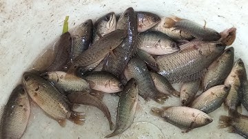 Câu Cá Rô Đồng Thử Câu Cần Ngắn Lưỡi Câu Nhỏ Dính Cá Rô Bầy Quá Trời Luôn Và Thành Quả.