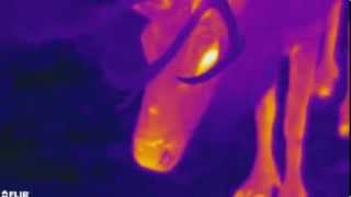 Holiday Special: Camera Shows Rudolph Had a Glowing Nose