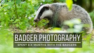 The European Badger || A wildlife photographers tale