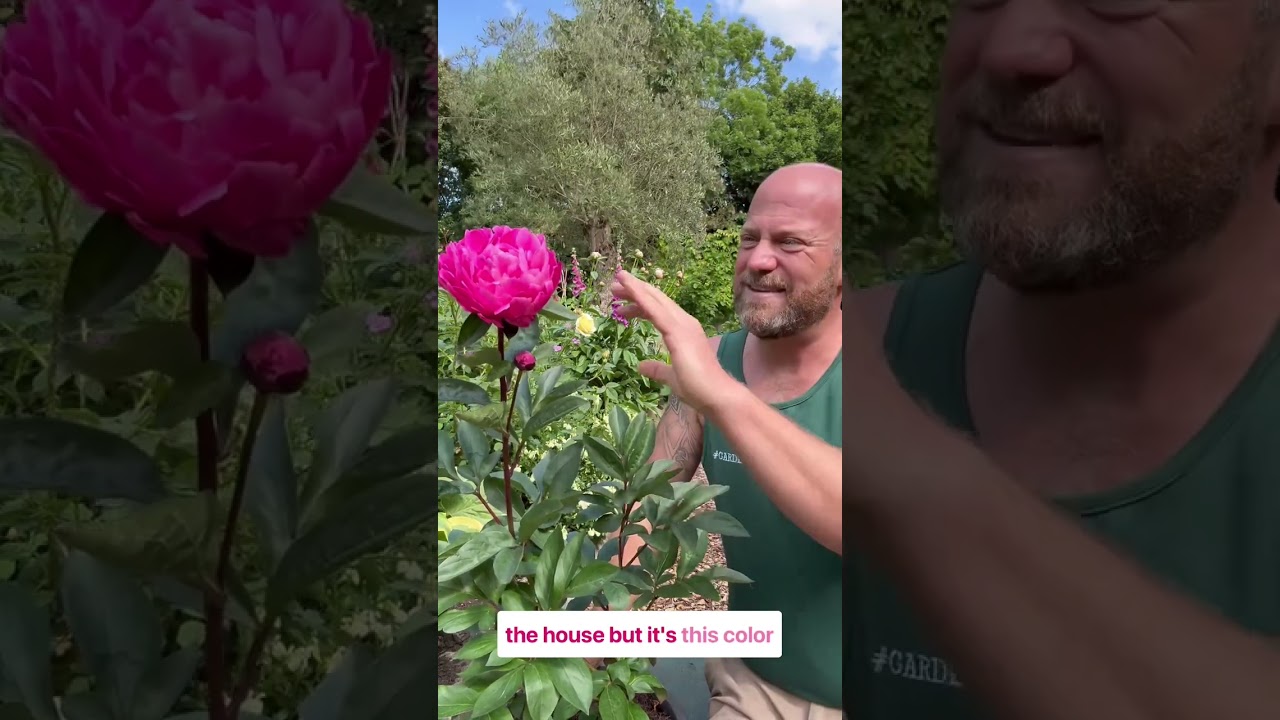 personal growing review for peony ‘ Kansas’ available from 