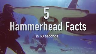 5 Facts About the Hammerhead (in 60 seconds)