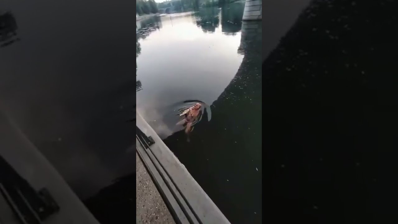 Frankye Laforgue Saxophone in The Water