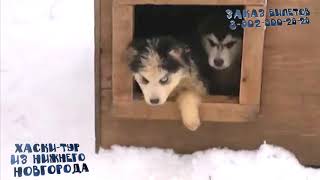 Собаки хаски созданы для ласки | Хаски тур из Нижнего Новгорода Собаки хаски созданы для ласки | Хаски тур из Нижнего Новгорода