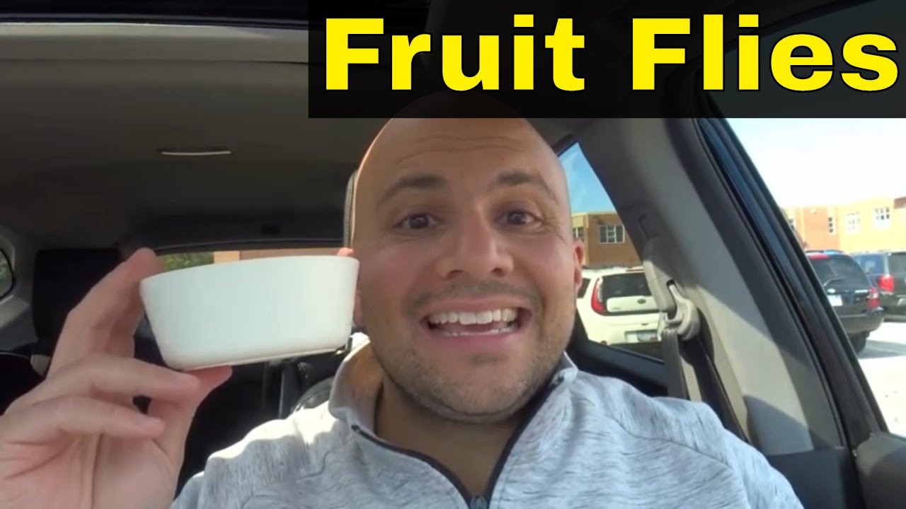 How To Get Rid Of Fruit Flies FastEasiest Method YouTube