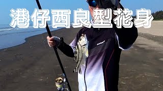 【灘釣沙梭-096】-2024-01-02-港仔西良型花身來襲囉...#Surfcasting #キス投のげ釣り #sillaginidae #Sillago sihama  #沙鮻 #kisu by 台灣沙埔族 1,699 views 4 months ago 10 minutes, 26 seconds