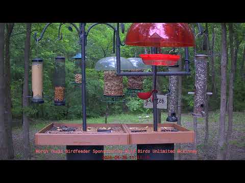 Video: Kiek kolibriai gyvena Šiaurės Teksase?