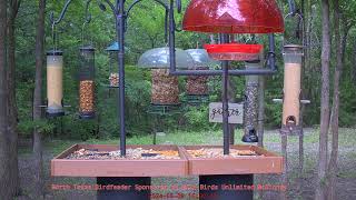 Live Camera - North Texas Bird Feeder