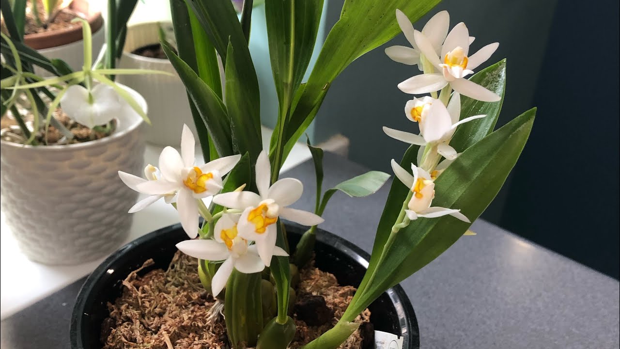 Coelogyne nitida (ochracea) / целогина нитида ( охрацея)