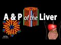 Anatomy and Physiology of the Liver, Animation