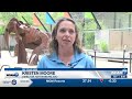 ‘He’s not feeling the best’: Hattiesburg Zoo provides health update on tiger