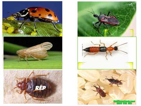 LỚP 3 - TUẦN 25 - TỰ NHIÊN XÃ HỘI - Bài 50: Côn trùng (trang 96,97)