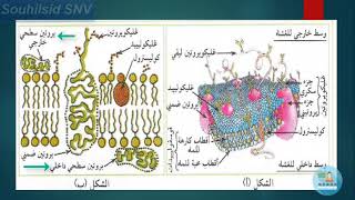 دور البروتينات في الدفاع عن الذات (بكالوريا) الجزء الاول