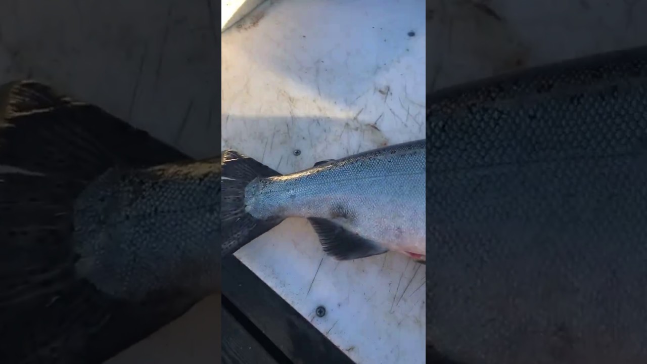Fishing captain, finds huge tapeworm in fresh king salmon YouTube
