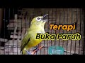 TERAPI Pancingan Pleci DAKUN BALI Agar Cepat BUKA PARUH