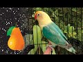 Merangsang Suara Lovebird PAUD Dengan Suara Lovebird Super Gacor Durasi Panjang