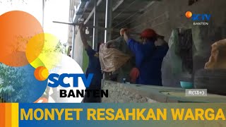 PETUGAS DAMKAR EVAKUASI 2 EKOR MONYET PELIHARAAN WARGA