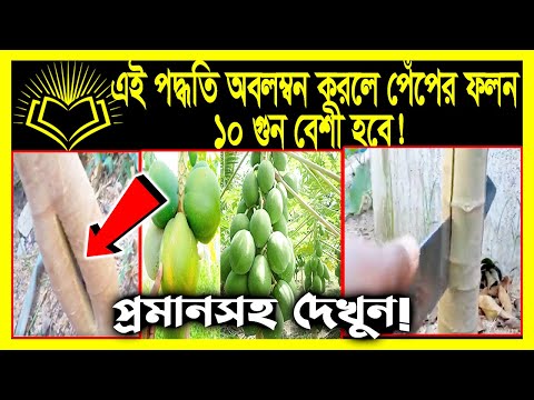 ভিডিও: কীভাবে পাঁচটি দাগ বীজ বপন করবেন: বীজ থেকে পাঁচটি দাগ বাড়ানো সম্পর্কে জানুন