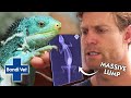 Dr. Chris Makes Alarming Discovery Inside Iguana's Belly! | Full Episode | Bondi Vet